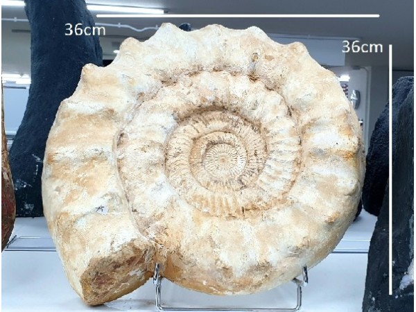 AMONITE GIGANTE MADAGASCAR (15Kg)