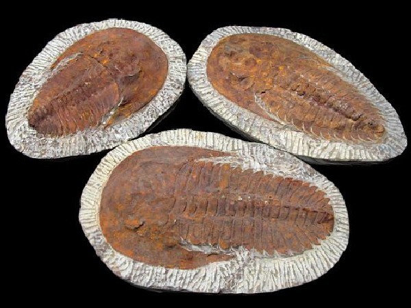 FÓSIL DE TRILOBITE OURIKAIA CALVA PEQUEÑO -1ud-