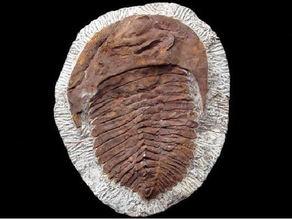 FÓSIL DE TRILOBITE OURIKAIA CALVA MEDIANO -1ud-