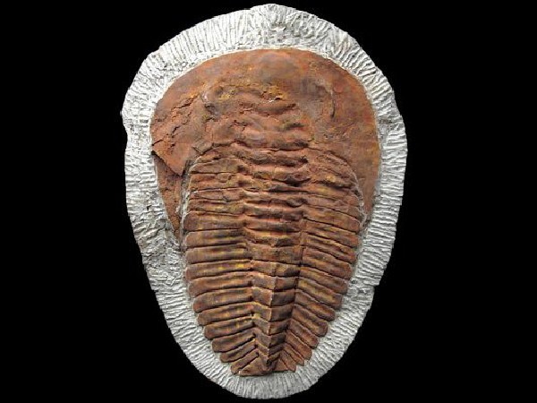 FÓSIL DE TRILOBITE OURIKAIA CALVA GRANDE -1ud-